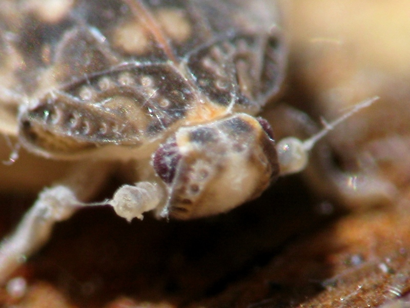 altre ninfe..Famiglia Achilidae, Cixidia sp. dalla Campania